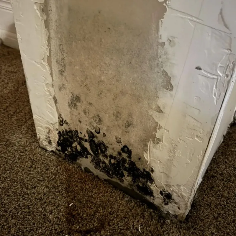 Professional Mold Removal in Chatsworth, IL